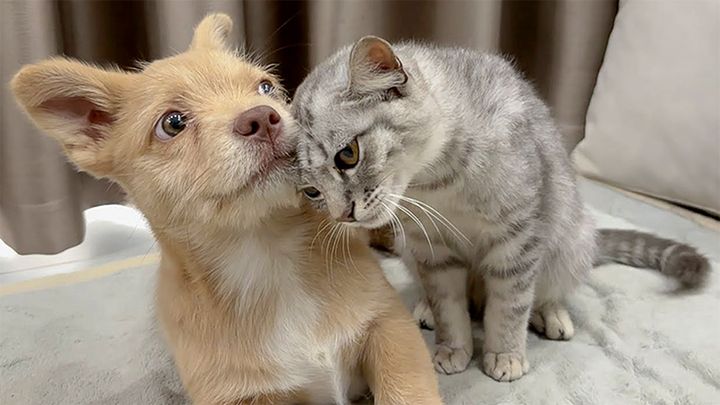 仲良くなった子猫と子犬