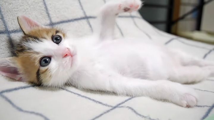 ゴロゴロ謎ダンスを踊る子猫