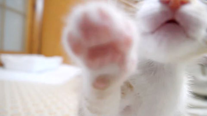 カメラにパンチ攻撃してくる子猫