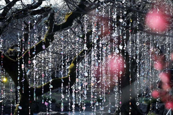 北野天満宮 インスタレーション《光と花の庭》