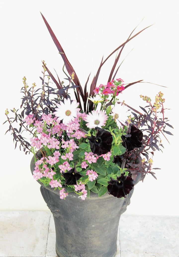 ペールピンクのオステオスペルマムやネメシアがペチュニアの黒色を引き立て、さらに背後をニューサイランやキンギョソウの銅葉で引き締める。