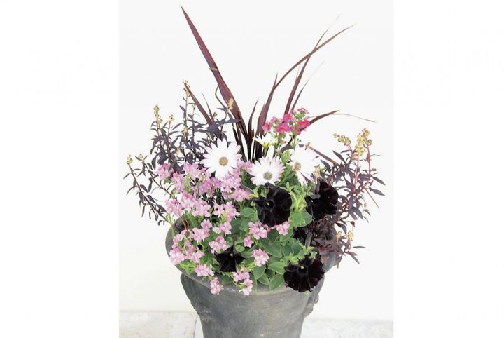  吉谷桂子さんの【寄せ植えQ&A】黒いビオラやペチュニアはどんな植物と組み合わせるのがおすすめ？