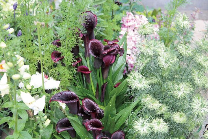 ソリッドな黒のカラーは、ふわりとした白のジギタリスやニゲラによってフォルムも引き立つ。