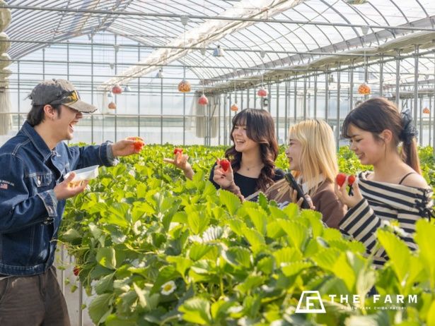 3月平日限定、「THE FARM星空いちご園」の学生応援プラン