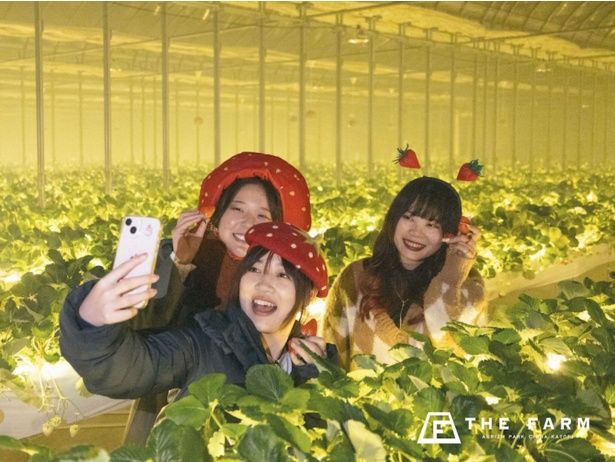 金曜宿泊者は「ナイトいちご狩り」も選択可能