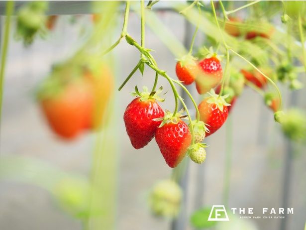 星空いちご園で、4品種が60分食べ放題