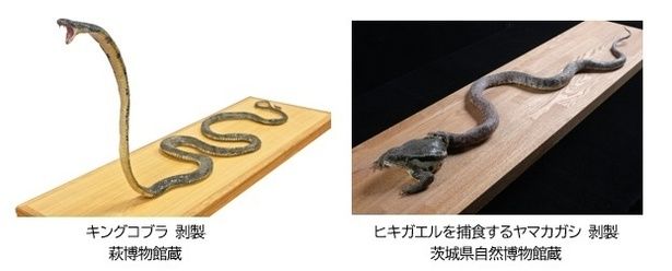 猛毒生物たちも大集合