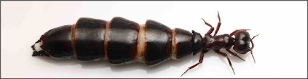 超貴重な「サスライアリの女王」の標本