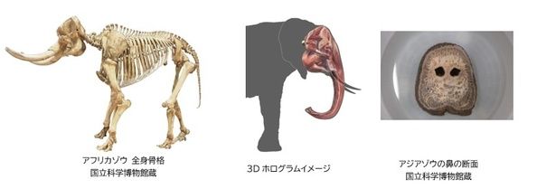 左からアフリカゾウの全身骨格、3Dホログラム、鼻の断面