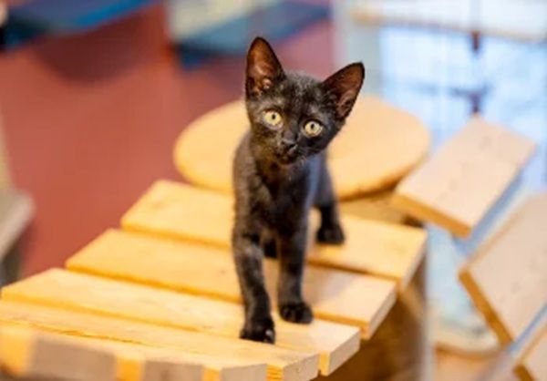 【千葉県市川市】「ペテモ市川妙典店」OPEN！猫に特化した商品・サービスが充実、保護猫譲渡会も予定