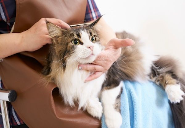 【千葉県市川市】「ペテモ市川妙典店」OPEN！猫に特化した商品・サービスが充実、保護猫譲渡会も予定