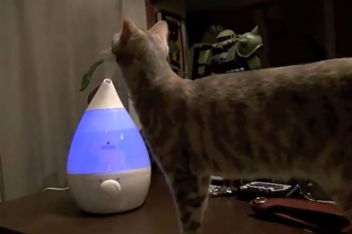 加湿器に興味津々な猫さん！ミストが気になる様子……