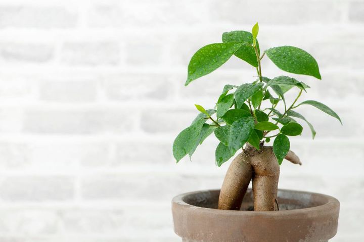 北東 勝負運 上がる 観葉植物