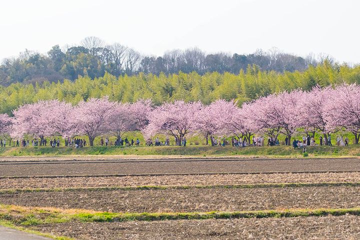 埼玉『北浅羽桜堤公園』