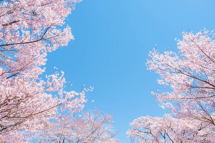 桜