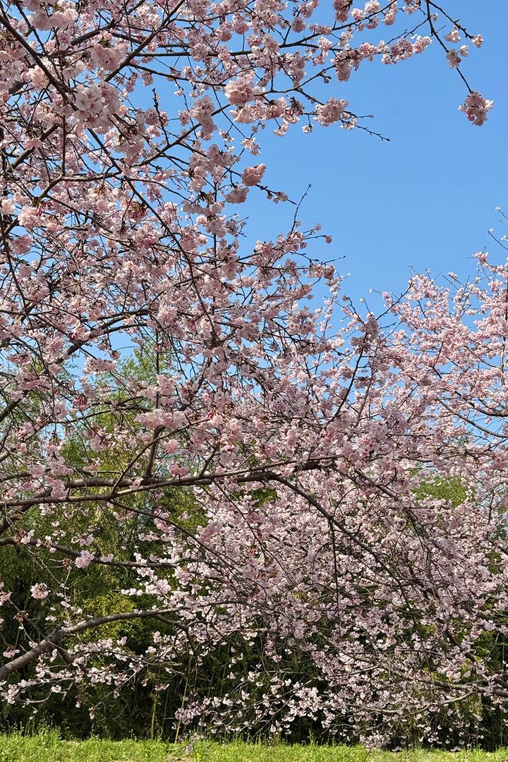 桜
