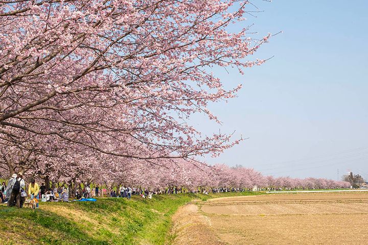 桜