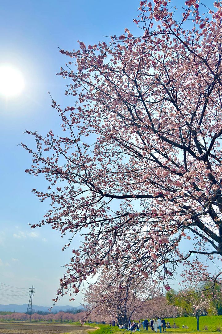 桜