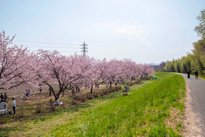 桜