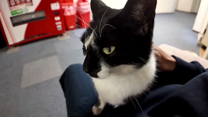 膝の上に乗ってきた猫