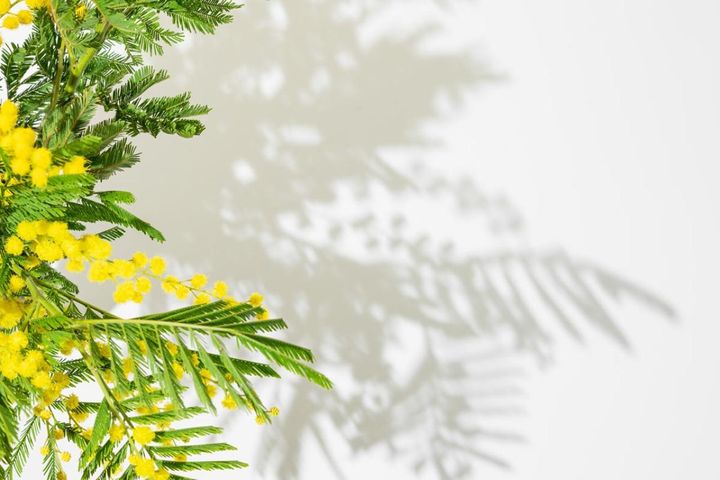 3月14日の「お清め」とは？【365日きょうのお清め】邪気を祓って幸せになる！