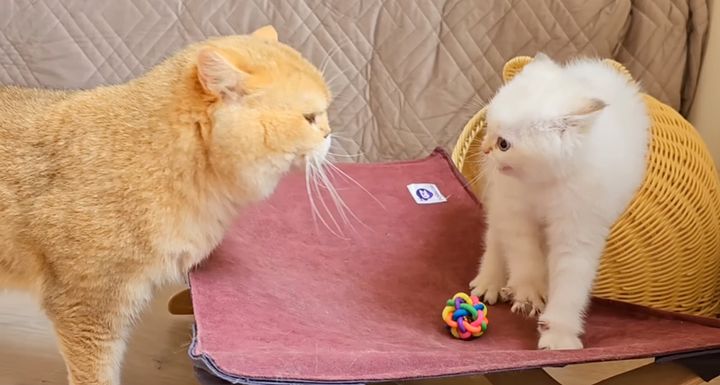 初対面した父猫と子猫