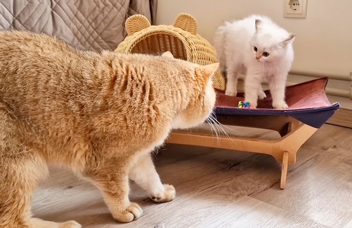 初対面した父猫と子猫