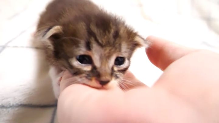 おトイレがしたい子猫