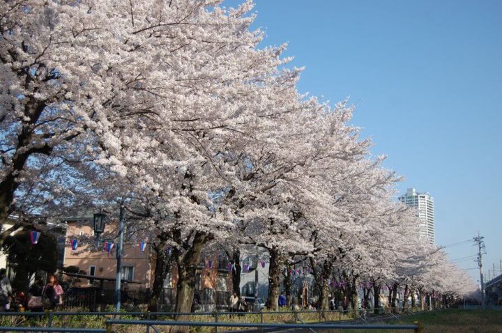 花と緑の散歩道1