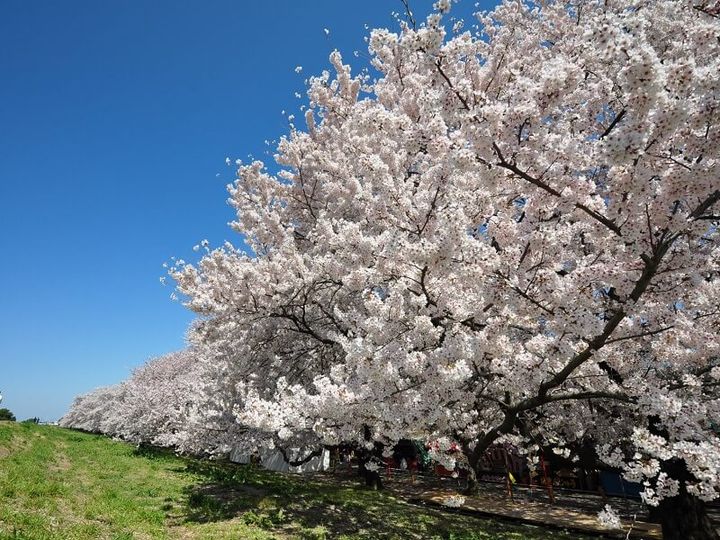 熊谷桜堤