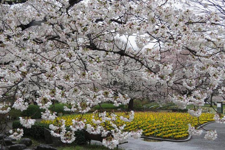 大宮花の丘農林公苑_1