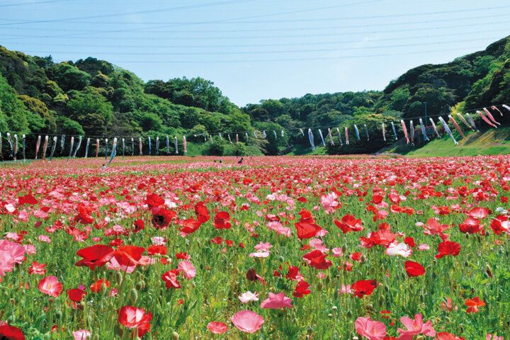 【2026年春～Spring～ イヴルルド遙華の12星座占い】運気を味方につけるヒントがいっぱい♪「自分史上最高の季節」へ、アップデート