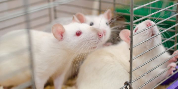 うんち移植で生殖能力は変るのか？