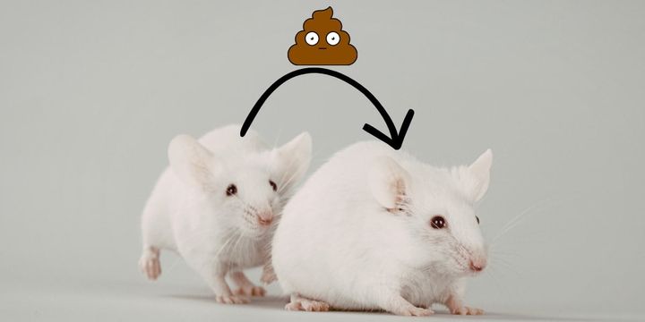 老マウスの「うんち」は若いマウスの生殖能力を高める