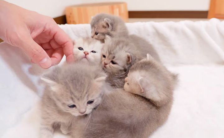 撫でられる子猫達
