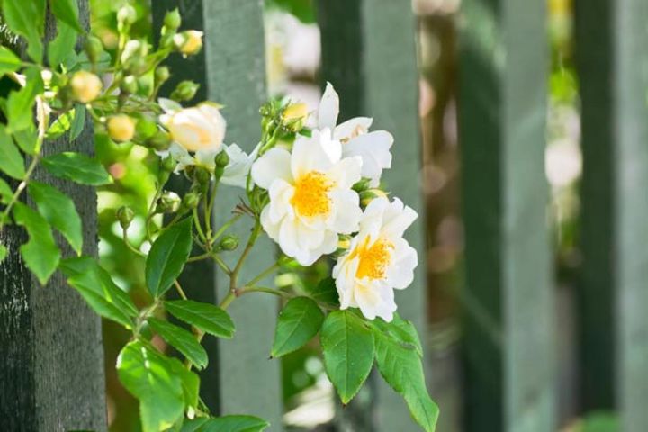 木のフェンスに絡む小～中輪の白いバラ。まるで野生のバラが自然に生えてきたような情景を作り出しています。‘プロスペリティ’、‘シティ オブ ヨーク’、‘淡雪’などでも似たシーンが作れます。
