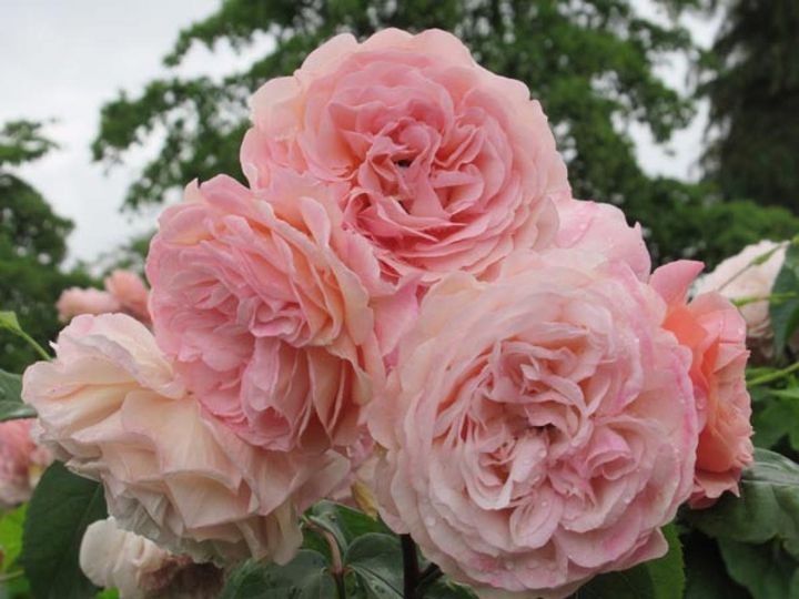 イングリッシュローズの‘リアンダー’。シュラブ樹形で株バラのようにもなりますが、枝が伸びるのでつる仕立てが向きます。春はもりもりと元気に花をつけ、以降も花数は少なめですが返り咲きます。