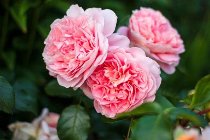 ドイツのバラで、‘アフタヌーン ディライト’の名がありますが、日本では未入荷のようです。花弁を折りたたんだようなロゼット咲きで、花びらの造形に見入ってしまいます。