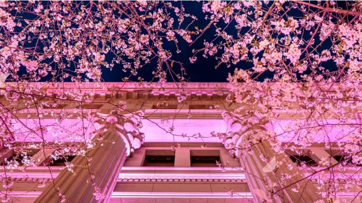 日本橋桜フェス公式サイトより引用