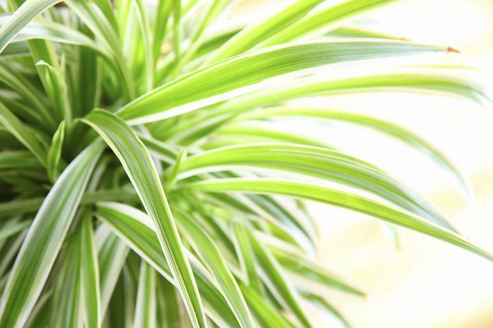 ソトフオリヅルラン（外斑折鶴蘭） Chlorophytum comosum ‘Variegatum’