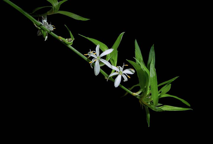 オリヅルランの花