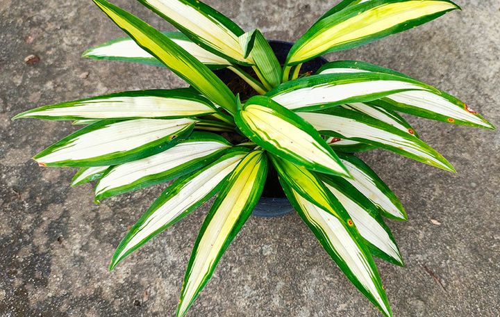 ヒロハオリヅルラン Chlorophytum capense