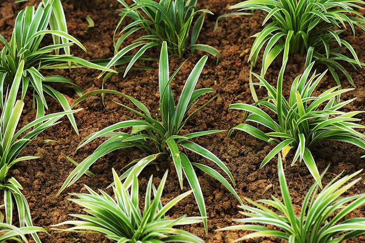 シャムオリヅルラン Chlorophytum laxum ‘Bichetii’