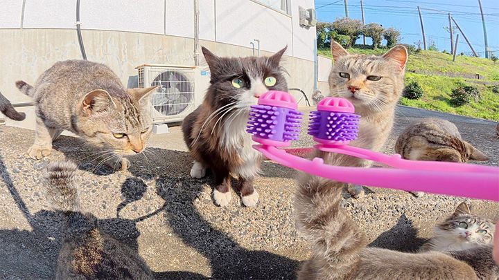 フェイスマッサージする猫達