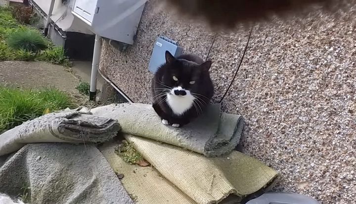 猫との出会い