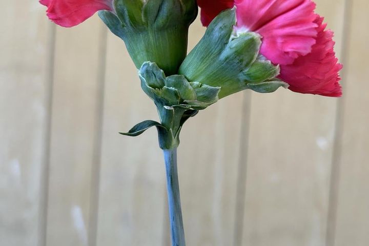 1本の茎から……珍しい「双子」のカーネーション