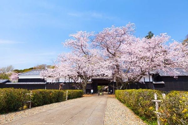 【千葉県柏市】「旧吉田家住宅歴史公園 SakuraWeek」開催！ライトアップなどイベント盛りだくさん