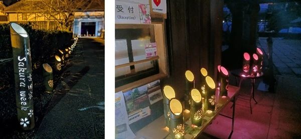 【千葉県柏市】「旧吉田家住宅歴史公園 SakuraWeek」開催！ライトアップなどイベント盛りだくさん