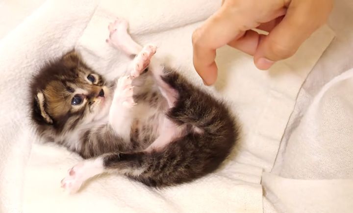 ヘソ天ポーズでアピールする子猫