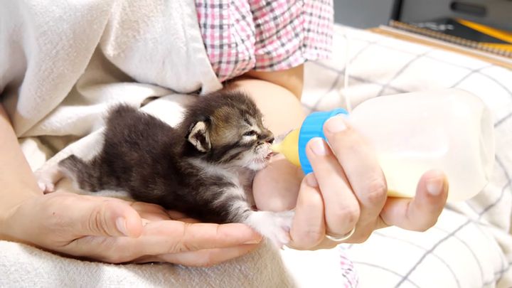 ミルクを飲む子猫